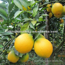 Naranja del ombligo del nuevo cultivo 2012